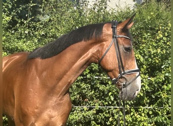 Hannoveraner, Wallach, 5 Jahre, 174 cm, Brauner