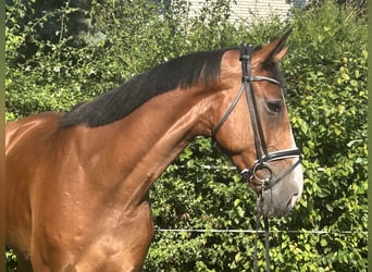Hannoveraner, Wallach, 5 Jahre, 174 cm, Brauner