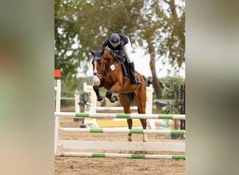Hannoveraner, Wallach, 5 Jahre, 174 cm, Brauner