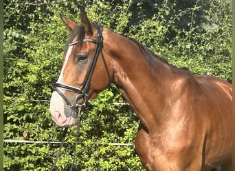 Hannoveraner, Wallach, 5 Jahre, 174 cm, Brauner