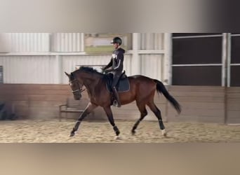 Hannoveraner, Wallach, 5 Jahre, 174 cm, Dunkelbrauner