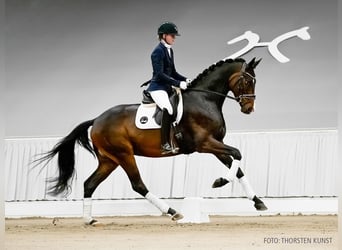 Hannoveraner, Wallach, 5 Jahre, 174 cm, Dunkelbrauner