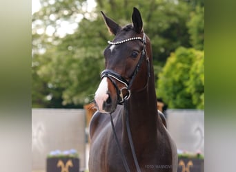 Hannoveraner, Wallach, 5 Jahre, 174 cm, Dunkelbrauner