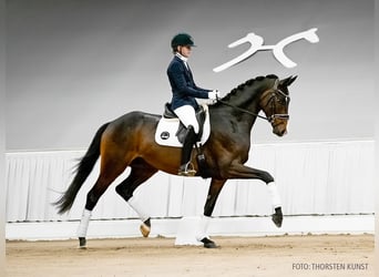 Hannoveraner, Wallach, 5 Jahre, 174 cm, Dunkelbrauner