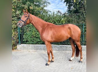 Hannoveraner, Wallach, 5 Jahre, 174 cm, Fuchs