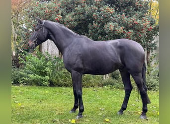 Hannoveraner, Wallach, 5 Jahre, 174 cm, Rappe Hannoveraner, Wallach, 5 Jahre, 174 cm, Rappe