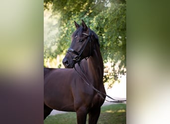 Hannoveraner, Wallach, 5 Jahre, 174 cm, Rappe