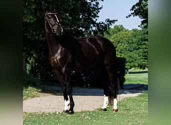 Hannoveraner, Wallach, 5 Jahre, 174 cm, Rappe