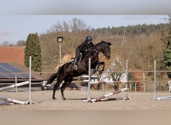 Hannoveraner, Wallach, 5 Jahre, 174 cm, Schwarzbrauner