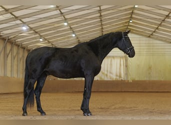 Hannoveraner, Wallach, 5 Jahre, 174 cm, Schwarzbrauner