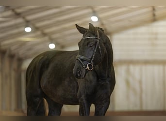 Hannoveraner, Wallach, 5 Jahre, 174 cm, Schwarzbrauner