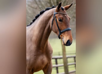 Hannoveraner, Wallach, 5 Jahre, 175 cm, Brauner