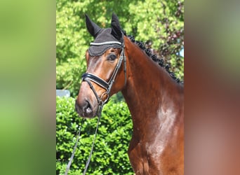 Hannoveraner, Wallach, 5 Jahre, 175 cm, Brauner