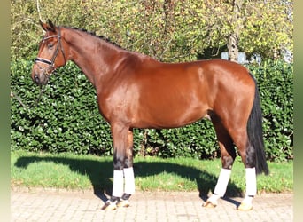 Hannoveraner, Wallach, 5 Jahre, 175 cm, Brauner