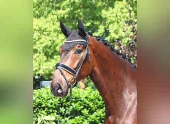 Hannoveraner, Wallach, 5 Jahre, 175 cm, Brauner