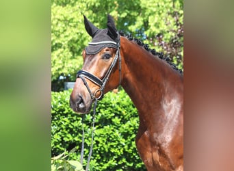 Hannoveraner, Wallach, 5 Jahre, 175 cm, Brauner