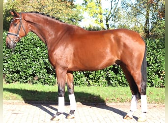 Hannoveraner, Wallach, 5 Jahre, 175 cm, Brauner