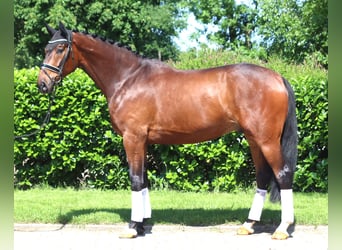 Hannoveraner, Wallach, 5 Jahre, 175 cm, Brauner