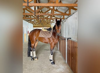 Hannoveraner, Wallach, 5 Jahre, 175 cm, Dunkelbrauner