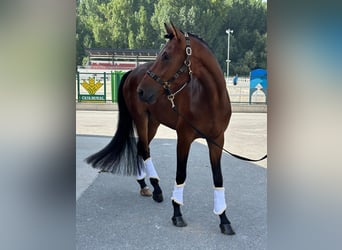 Hannoveraner, Wallach, 5 Jahre, 175 cm, Dunkelbrauner