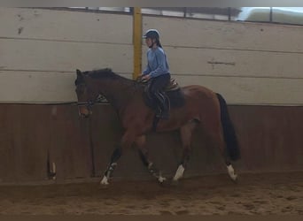 Hannoveraner, Wallach, 5 Jahre, 175 cm, Dunkelbrauner