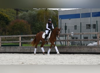 Hannoveraner, Wallach, 5 Jahre, 175 cm, Dunkelfuchs