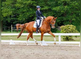 Hannoveraner, Wallach, 5 Jahre, 175 cm, Fuchs