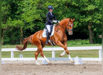 Hannoveraner, Wallach, 5 Jahre, 175 cm, Fuchs