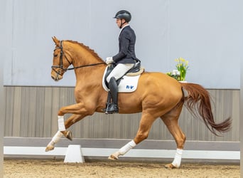 Hannoveraner, Wallach, 5 Jahre, 175 cm, Fuchs