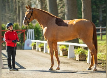 Hannoveraner, Wallach, 5 Jahre, 175 cm, Fuchs