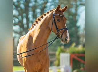 Hannoveraner, Wallach, 5 Jahre, 175 cm, Fuchs