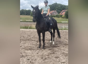 Hannoveraner, Wallach, 5 Jahre, 175 cm, Rappe