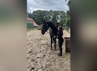 Hannoveraner, Wallach, 5 Jahre, 175 cm, Rappe