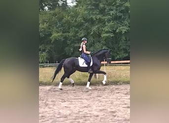 Hannoveraner, Wallach, 5 Jahre, 175 cm, Rappe