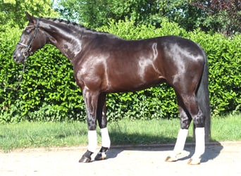 Hannoveraner, Wallach, 5 Jahre, 175 cm, Rappe