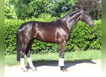 Hannoveraner, Wallach, 5 Jahre, 175 cm, Rappe