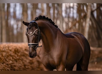Hannoveraner, Wallach, 5 Jahre, 175 cm, Schwarzbrauner