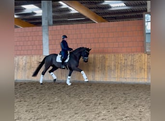 Hannoveraner, Wallach, 5 Jahre, 175 cm, Schwarzbrauner