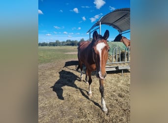 Hannoveraner, Wallach, 5 Jahre, 176 cm, Brauner