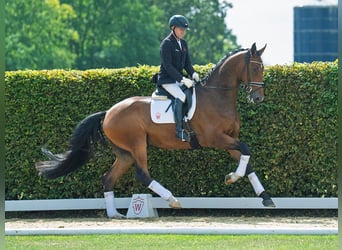 Hannoveraner, Wallach, 5 Jahre, 176 cm, Brauner