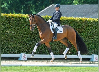 Hannoveraner, Wallach, 5 Jahre, 176 cm, Brauner