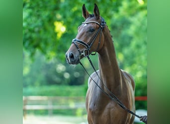 Hannoveraner, Wallach, 5 Jahre, 176 cm, Brauner