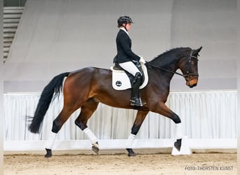 Hannoveraner, Wallach, 5 Jahre, 176 cm, Brauner