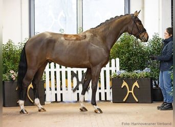 Hannoveraner, Wallach, 5 Jahre, 176 cm, Brauner