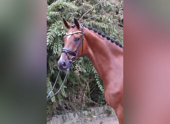 Hannoveraner, Wallach, 5 Jahre, 176 cm, Brauner