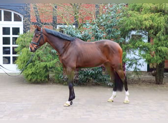 Hannoveraner, Wallach, 5 Jahre, 176 cm, Brauner