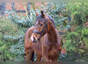 Hannoveraner, Wallach, 5 Jahre, 176 cm, Brauner