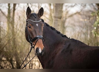 Hannoveraner, Wallach, 5 Jahre, 176 cm, Dunkelbrauner