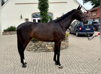 Hannoveraner, Wallach, 5 Jahre, 176 cm, Dunkelbrauner