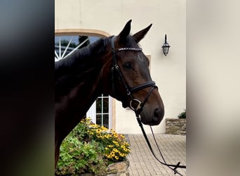 Hannoveraner, Wallach, 5 Jahre, 176 cm, Dunkelbrauner